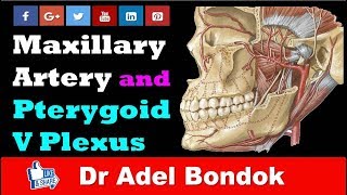 Maxillary Artery and Pterygoid Venous Plexus Dr Adel Bondok [upl. by Trebla]