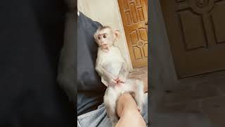 monkey animals monkeybaby babymonky funnymemes automobile [upl. by Hewett]