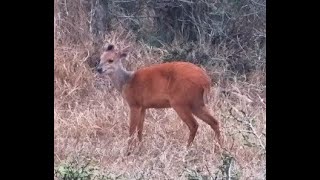 Rare sighting of a Red Duiker at Tembe [upl. by Leind397]