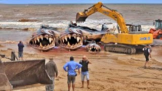 Eles Capturaram na Praia o que Ninguém Deveria ter Visto [upl. by Uriiah]