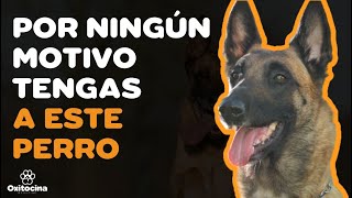 PASTOR BELGA MALINOIS 7 RAZONES para NO TENERLO [upl. by Ahsirpac]