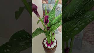 Zantedeschia aethiopica calla lily African lily Plant ❣️❣️ shorts trending houseplantdecor yt [upl. by Ohnuj]