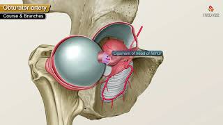 Obturator Artery Anatomy Animation  Origin  Course  Branches  supply and Clinical anatomy [upl. by Isiahi899]