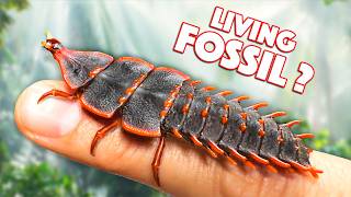 Prehistoric Creature FOUND ALIVE Trilobite Beetle [upl. by Neitsirhc853]