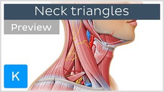 Triangles of the neck location and contents preview  Human Anatomy  Kenhub [upl. by Dyrraj994]