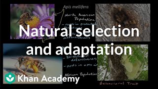 Natural selection and adaptation  Mechanisms of evolution  High school biology  Khan Academy [upl. by Ennairam]