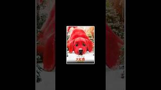 the big red dog full movie Explain in hindi urdu। reddog movie shorts [upl. by Hyacinthia]