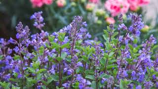 How to Grow Catmint [upl. by Learsi]