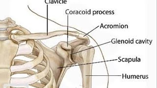 scapula anatomy [upl. by Darya692]