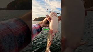 I caught a GIANT White Catfish catfish bullhead whitecatfish catfishing fishing [upl. by Bamford]