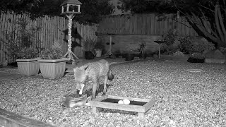 One of the foxes collecting the chicken from the water bowl [upl. by Acacia]