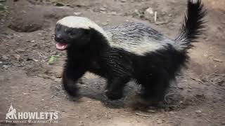 Tembe the Honey Badger playing  Howletts Park [upl. by Yup]