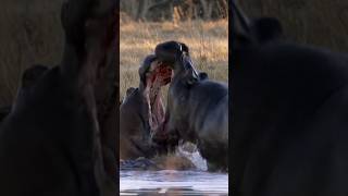 Hippo VS Hippo 🔥 [upl. by Deaner]