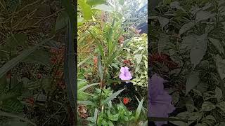 May Bulaklak na syaa🌸🏵️🪻🌻🌼🌷 agriculture howtogrowwintervegetables gardening planting [upl. by Sesmar655]