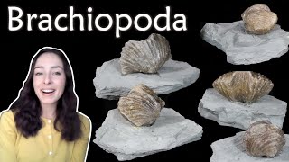 Brachiopoda  Invertebrate Paleontology  GEO GIRL [upl. by Demmahom]