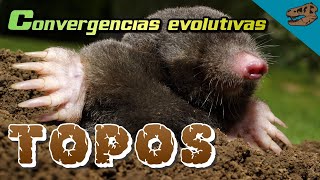 Convergencias evolutivas TOPOS  bonus vómitos de dinosaurio [upl. by Arick409]