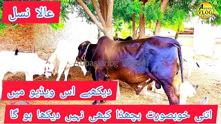 Animal Video II Australian Cow farm in Pakistan II Australian cow ki pehchan 🐃🐂🐄🐃🐂🐄🐃🐄🐄 [upl. by Walther]