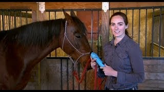 Horse Grooming with WAHL KM10 Brushless Clipper [upl. by Adnilahs910]