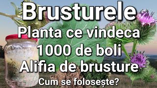 BrusturelePlanta ce vindeca 1000 de boli SpondilozaHernie de discGutaDureri reumatice ETC [upl. by Eissirc]