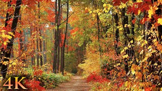 11 HOURS of 4K Enchanting Autumn Nature Scenes  Relaxing Piano Music for Stress Relief [upl. by Starr34]