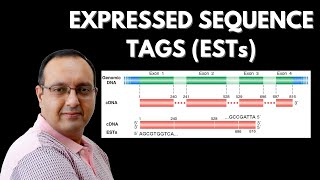 What are Expressed Sequence Tags EST  Genomics [upl. by Eugnimod]