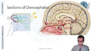 Diencephalon [upl. by Mulcahy]