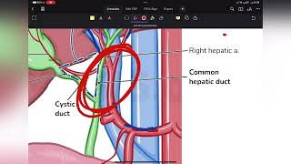 portal hypertension [upl. by Ettedanreb]