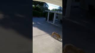 Coyote Thief in Animal Alley coyote wildlife heart nature dog urbanwildlife thief summer [upl. by Fadil]