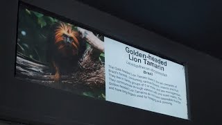 Meet the Golden Headed Lion Tamarin shortvideo wildlife zoo travel [upl. by Ynohtn]