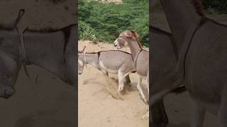 donkey animals youtubeshorts shorts pets [upl. by Hannad525]