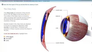 ANATOMY EYE CILIARY BODY [upl. by Rochus]