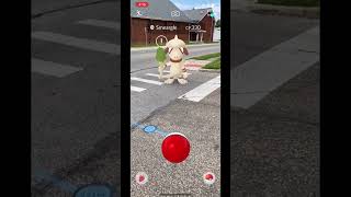 Catching Smeargle 235 catching dfm pokemon smeargle pokemongo irl augmentedrealitygame fyp [upl. by Christyna]