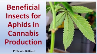 Beneficial Insects for Aphids in Cannabis Production [upl. by Clemence]