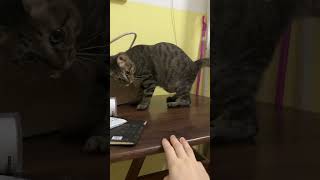 Timid cat cat kitten cuteanimals curiouscat [upl. by Ingaborg162]