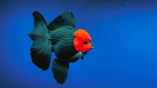 The Most Beautiful Goldfish In The World  Super Rare Goldfish Species [upl. by Acirretal]