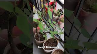 French beans plant easy to plant and grow beans in small pot vegetablegrowing containergrown [upl. by Ititrefen]