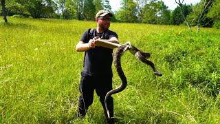 PENNSYLVANIA RATTLESNAKE HUNTING THE PA WILDS BIG BULL ELK Mountain View Lodge Sinnemahoning Airbnb [upl. by Nnylesor]