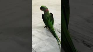 Cute Alexandria Green Talking Parrot 🦜❤ talkingparrot beats instrumental music lofi [upl. by Durwood]