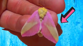 Cutest Moth Pink Fluffy Rosy Maple Moth Dryocampa rubicunda [upl. by Alaecim50]