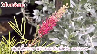 สนเกรวิลเลีย Grevillea banksii Spider flowerFeather flower [upl. by Newcomer]