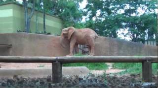 Zoológico de SP  Elefante Africano  02Nov2011  HD 1080p [upl. by Thaxter]