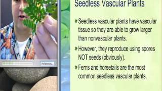 233a Intro to Plants [upl. by Nomma866]