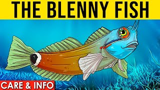 Blennies Info And Care  All About The Saltwater Blenny Fish [upl. by Coralyn637]