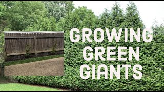 How fast do Green Giant Arborvitaes grow ⏰🌲⏰ [upl. by Anihsat829]