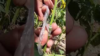 tomato grafting and potato 🥔🍅 satisfying gardengrafting fruiting plantgrafting nature graft [upl. by Lerud98]