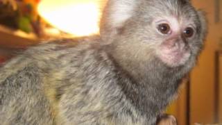 The Marmoset Song with Stan and Ollie [upl. by Voe]