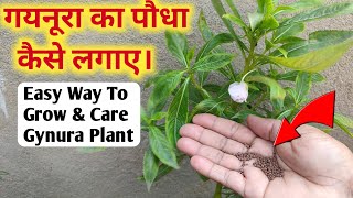 गयनुरा का पौधा कैसे लगाए  Gynura Plant Kaise Lagaye  How To Grow Gynura From Seed  Gynura Plant 🌱 [upl. by Leanna55]