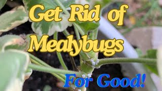 😲Say Goodbye to Mealybugs in Geraniums and Other Plants With This Simple Trick 🍃 [upl. by Zere496]