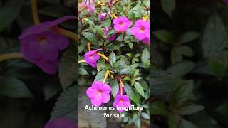 Achimenes longiflora for salecontact 8848548939 achimenes flowers shorts garden plants online [upl. by Tavis403]