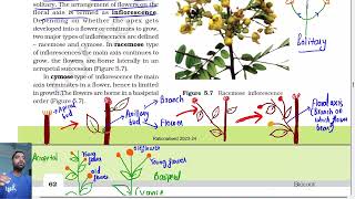 Morphology of flowering plants class 11  Inflorescence  Ncert line by line Part 3 [upl. by Velick]